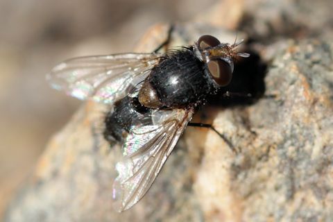 Tachinid sp Fly (Tachinid sp)